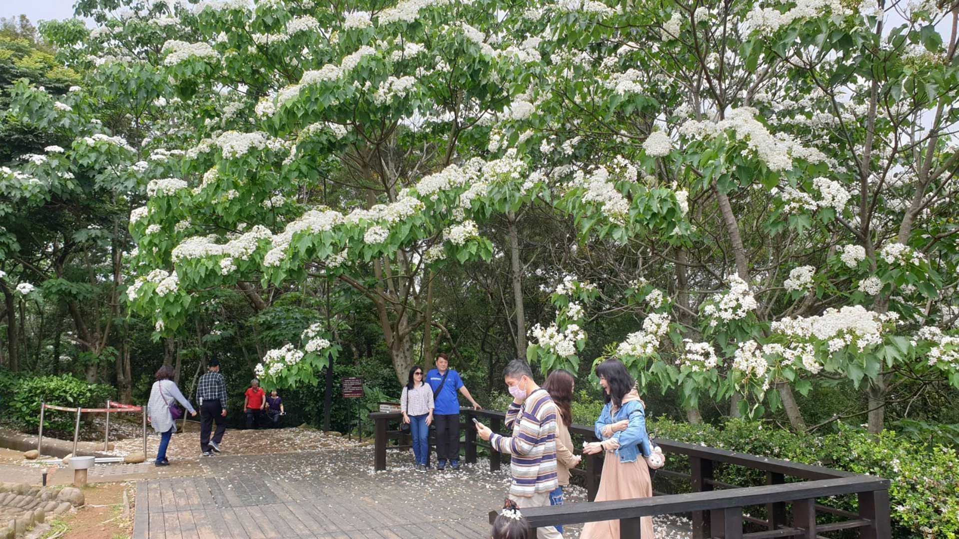 圖/遊客賞花