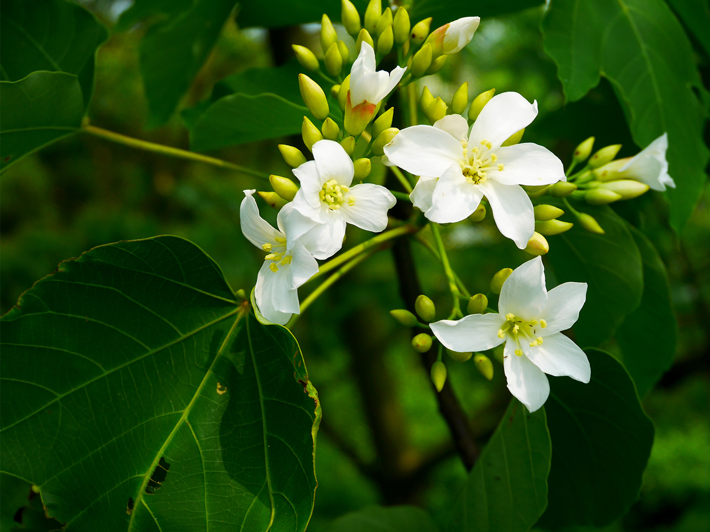 冒芽的油桐花