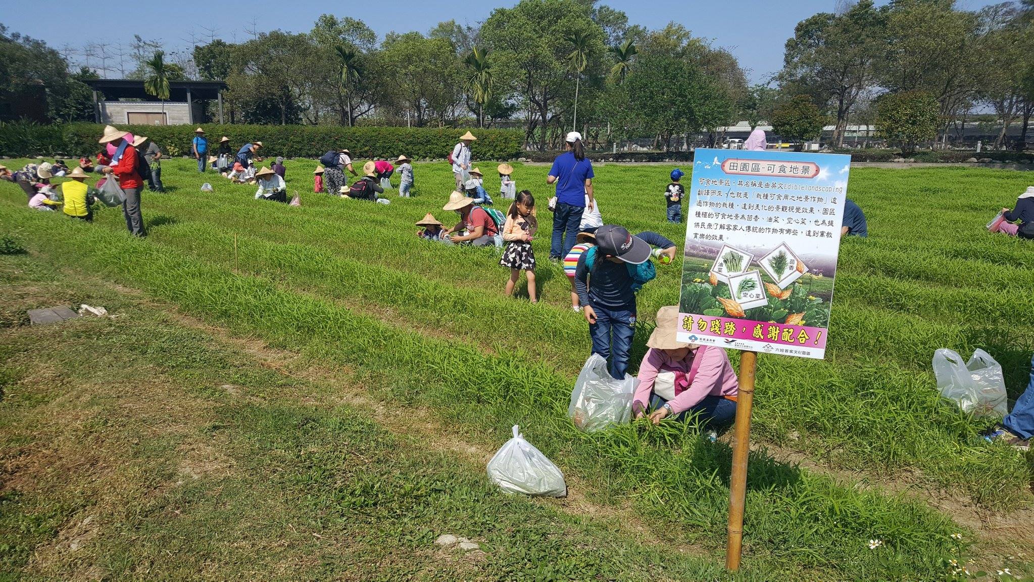 採收活動遠景