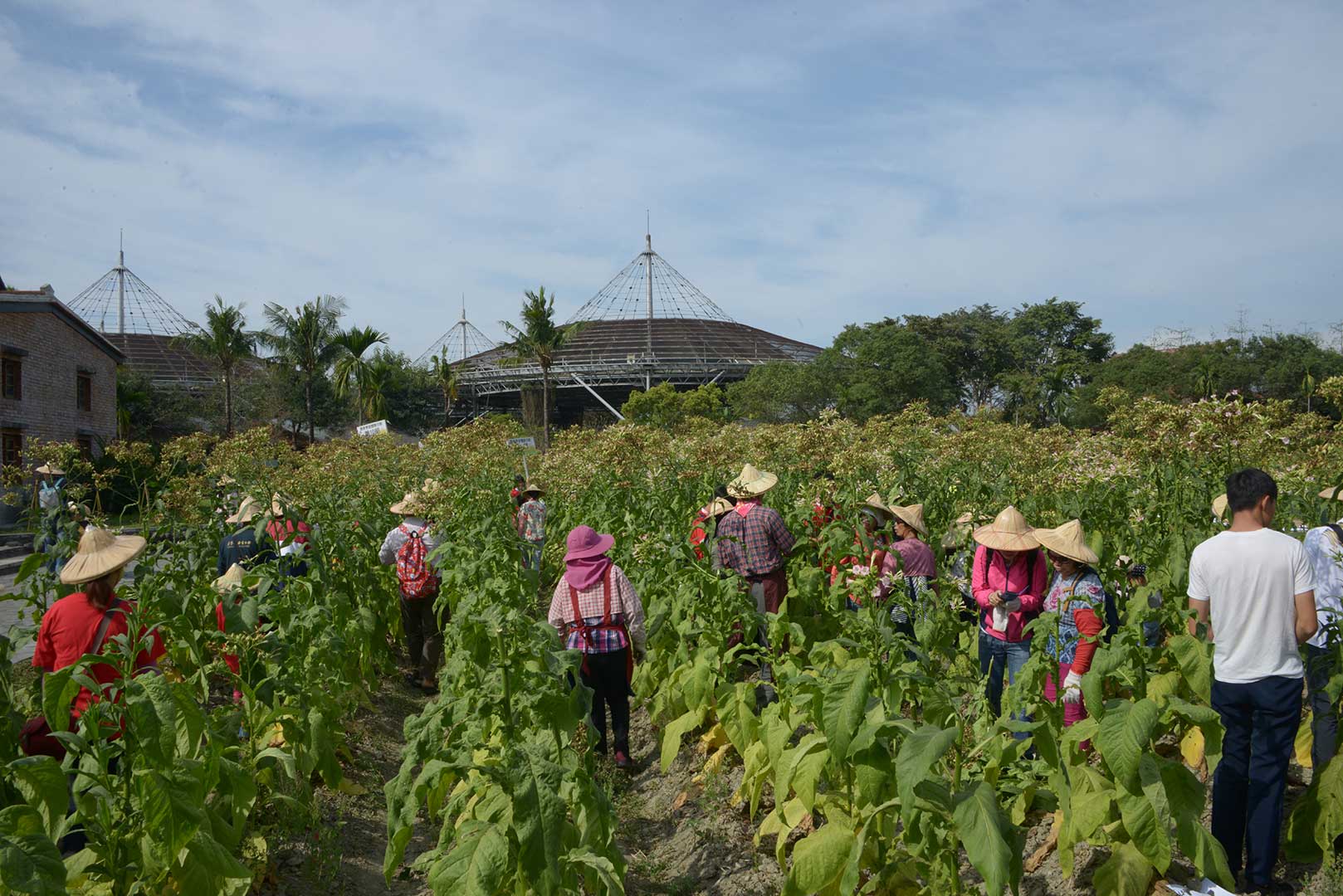 Experiencing the collection of the tobaccos in the field.