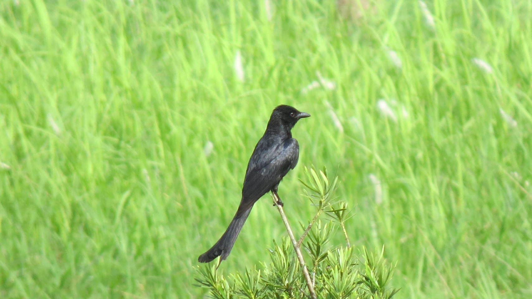  (Black drongo)