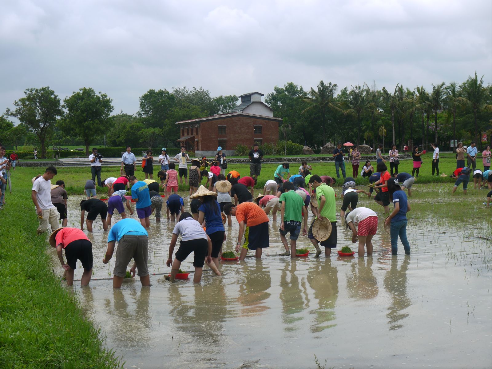 插秧活動體驗側拍