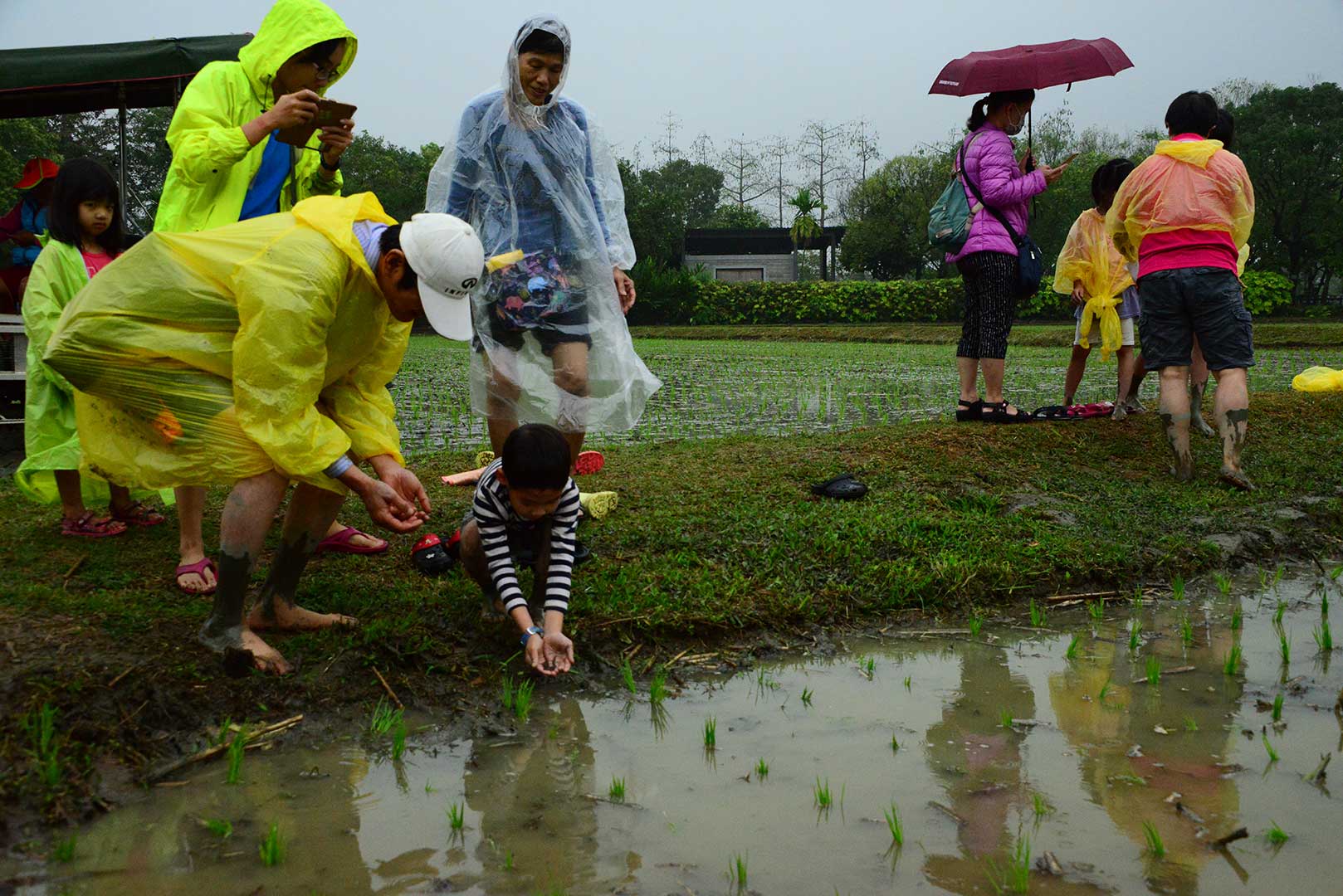 民眾體驗放泥鰍在六堆園區水田裡