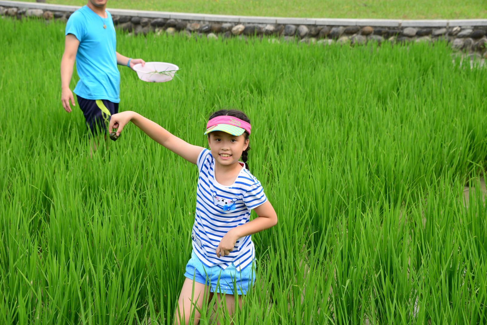 小朋友水田觀察抓田螺