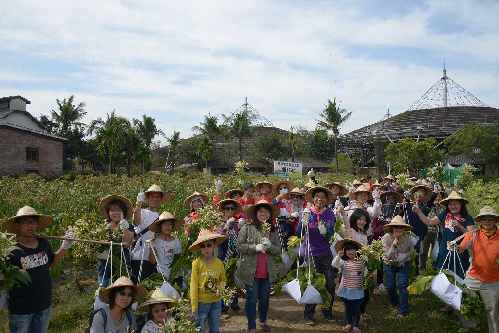 The heavy collected tobacco leaves are held with the carrying poles.