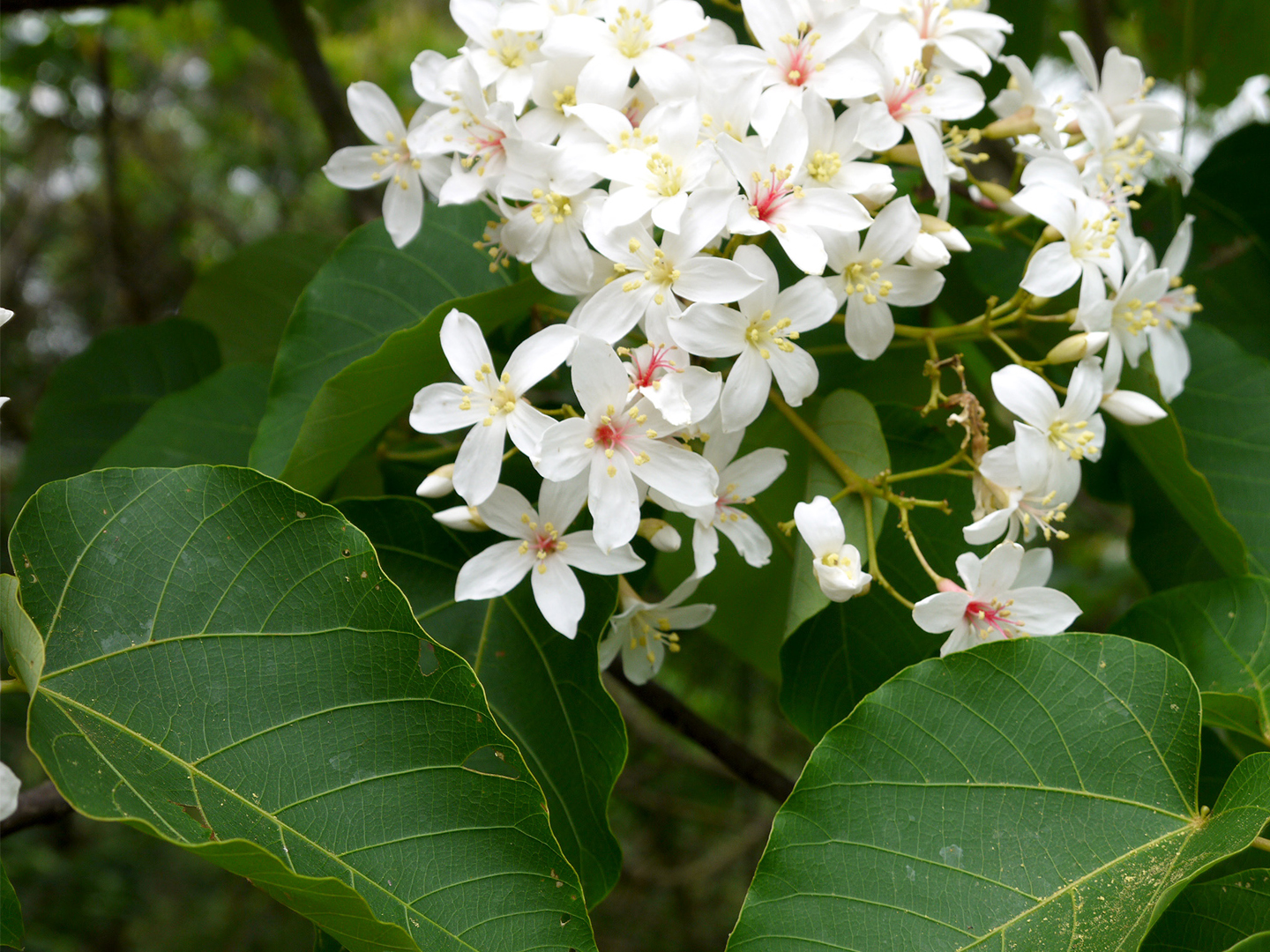 One ball of Tung flowers