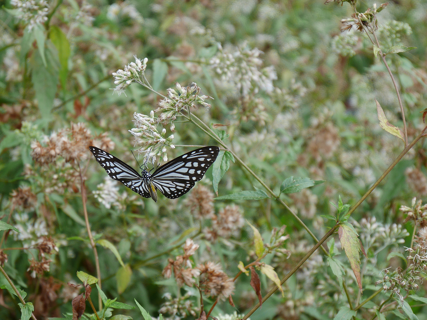 butterfly