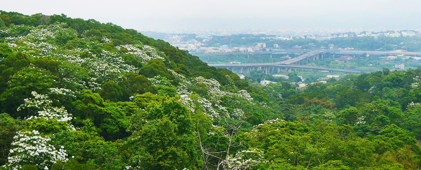 漫山遍野的桐花