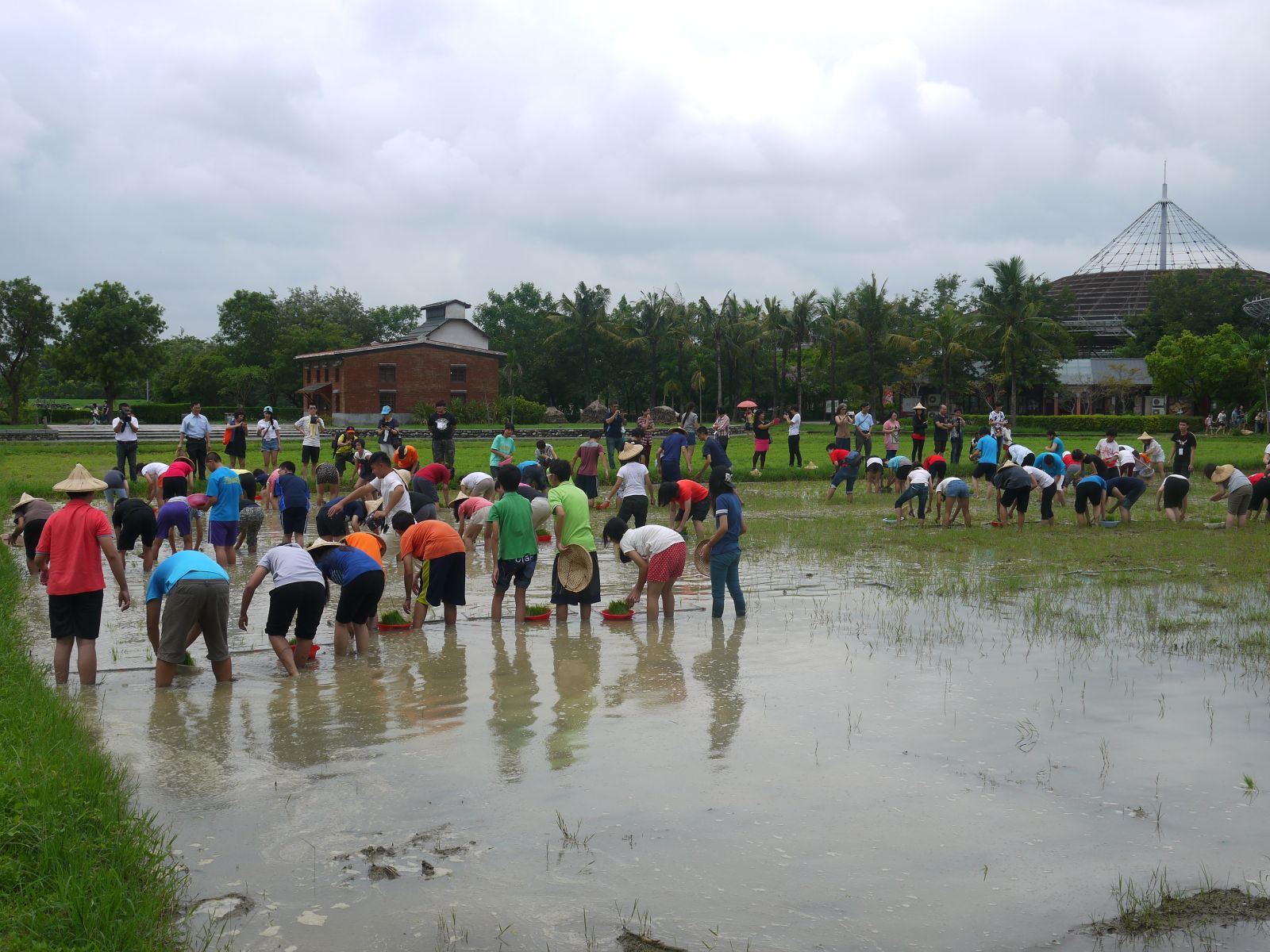 插秧活動體驗全景